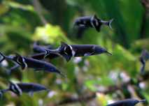 Mruk Nilowy (15cm) MASSON