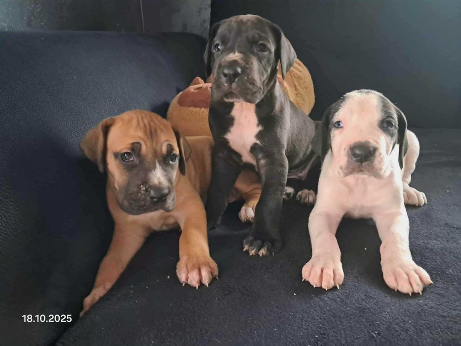 Dog Niemiecki - czarna