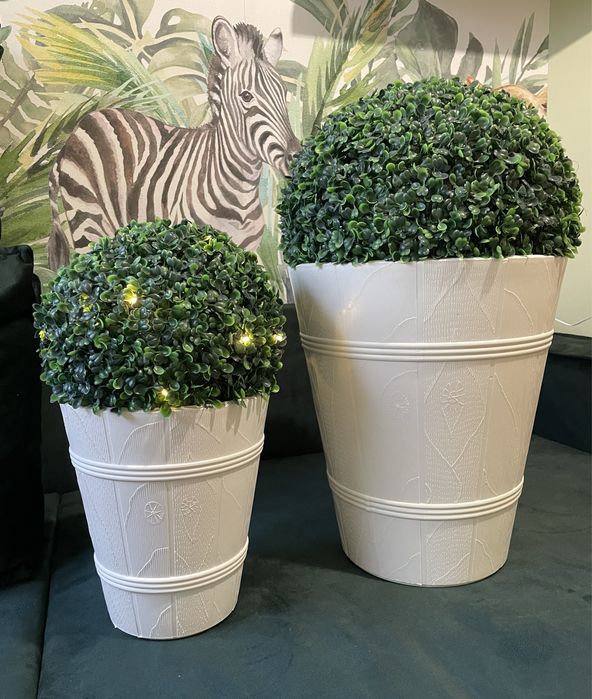 Kula Bukszpanowa 24 cm z białą donicą