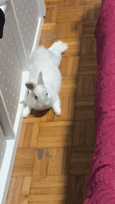 Procura-se uma boa família para o Niko