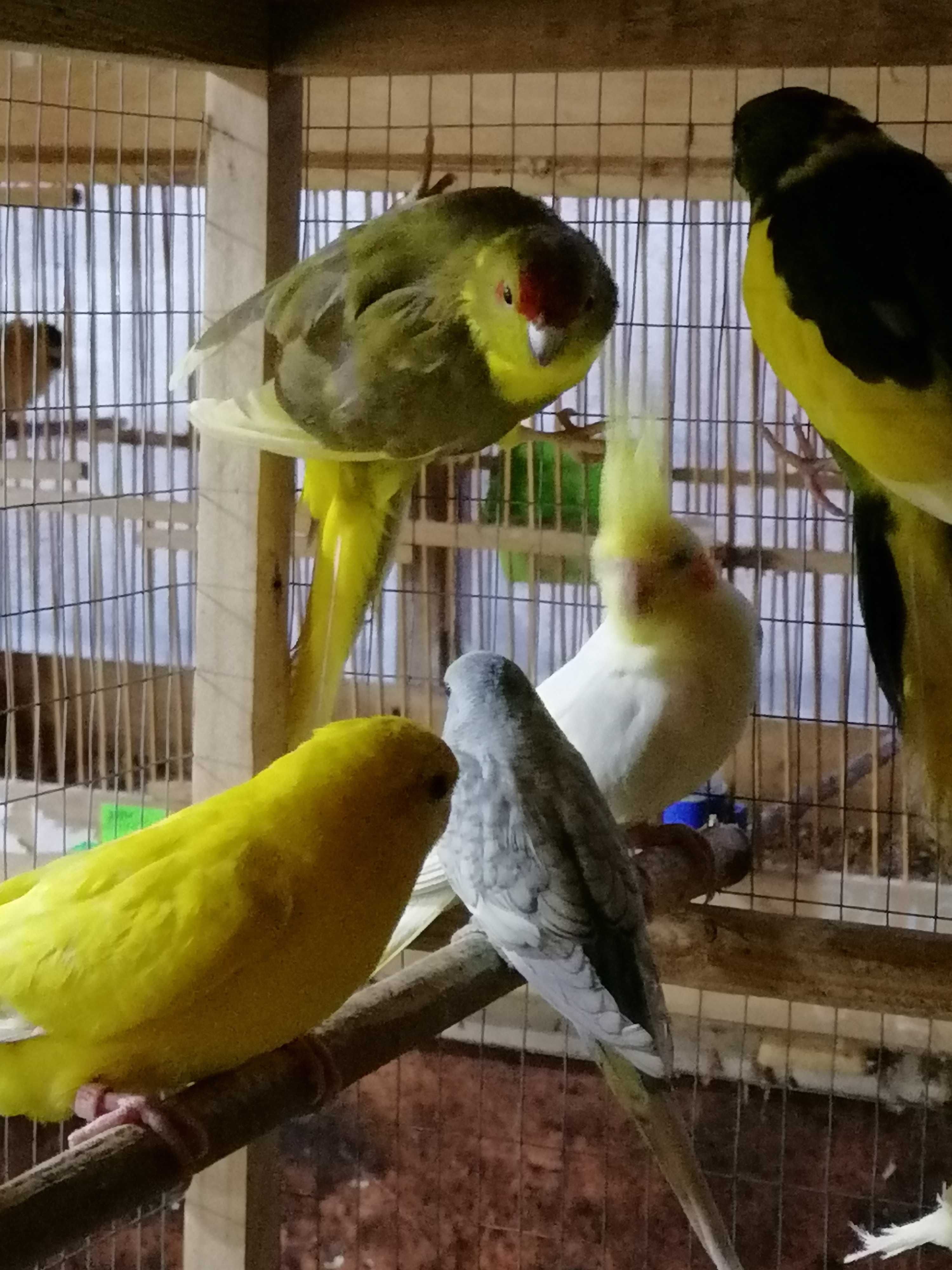 Малыши волнистые попугаи