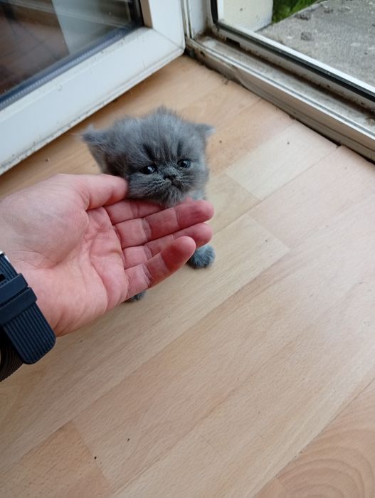 Kotka Perska Długowłosa