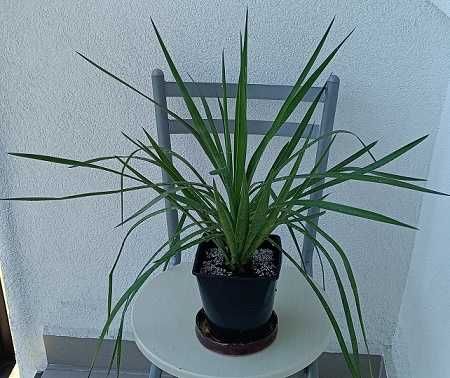 JUKA Yucca Faxoniana- mrozoodporna
