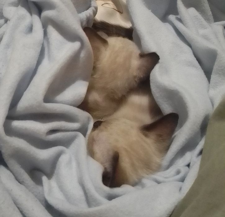 Gatinhos bebés  para adoção