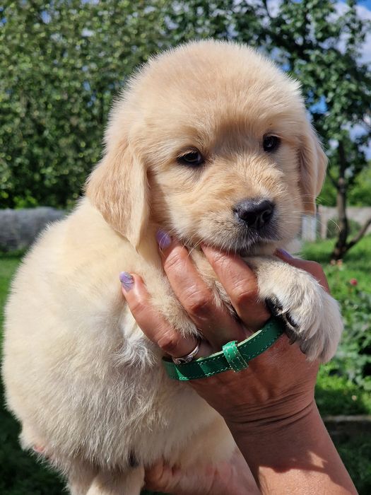 Золотистий ретривер дітвора