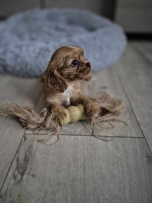 Cavalier King Charles Spaniel - rubinowy piesek