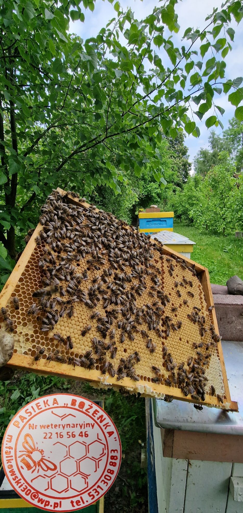 Sprzedam pszczoły rodziny z ramką wielkopolską 10 ramek z czerwiem