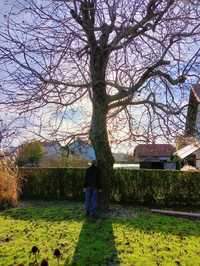 Drzewo na sprzedaż - orzech włoski (obwód: 215 cm, wys. ok. 6 m)