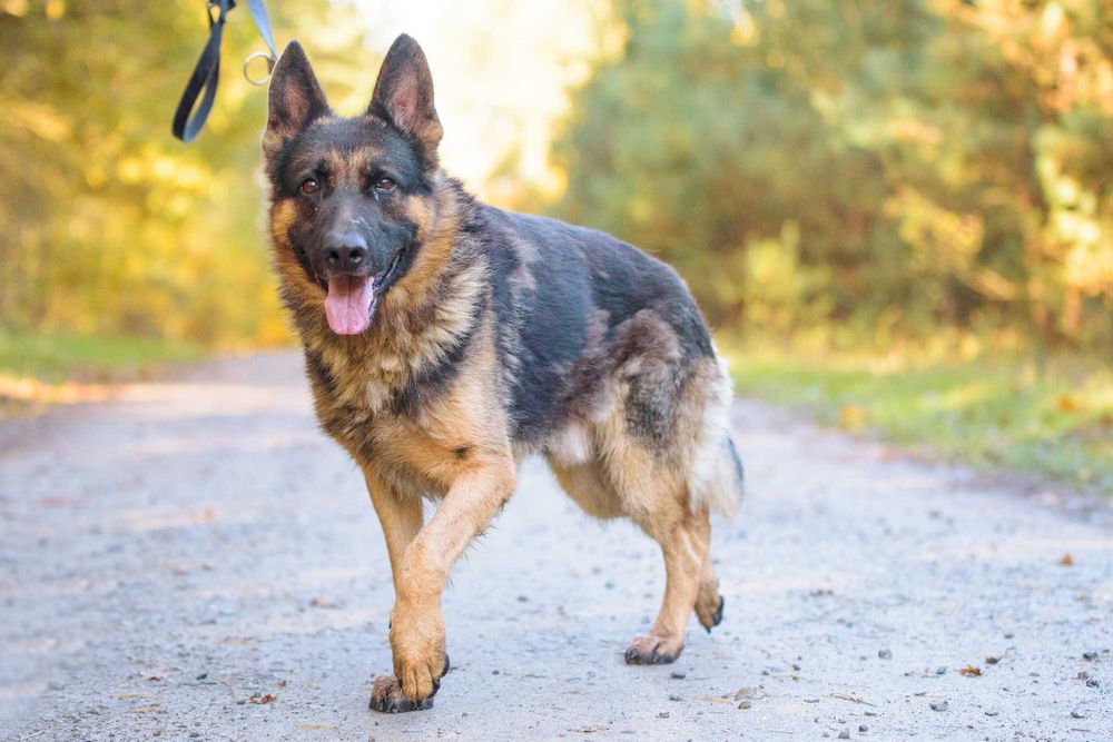 DOKKER - młody w typie owczarek niemiecki