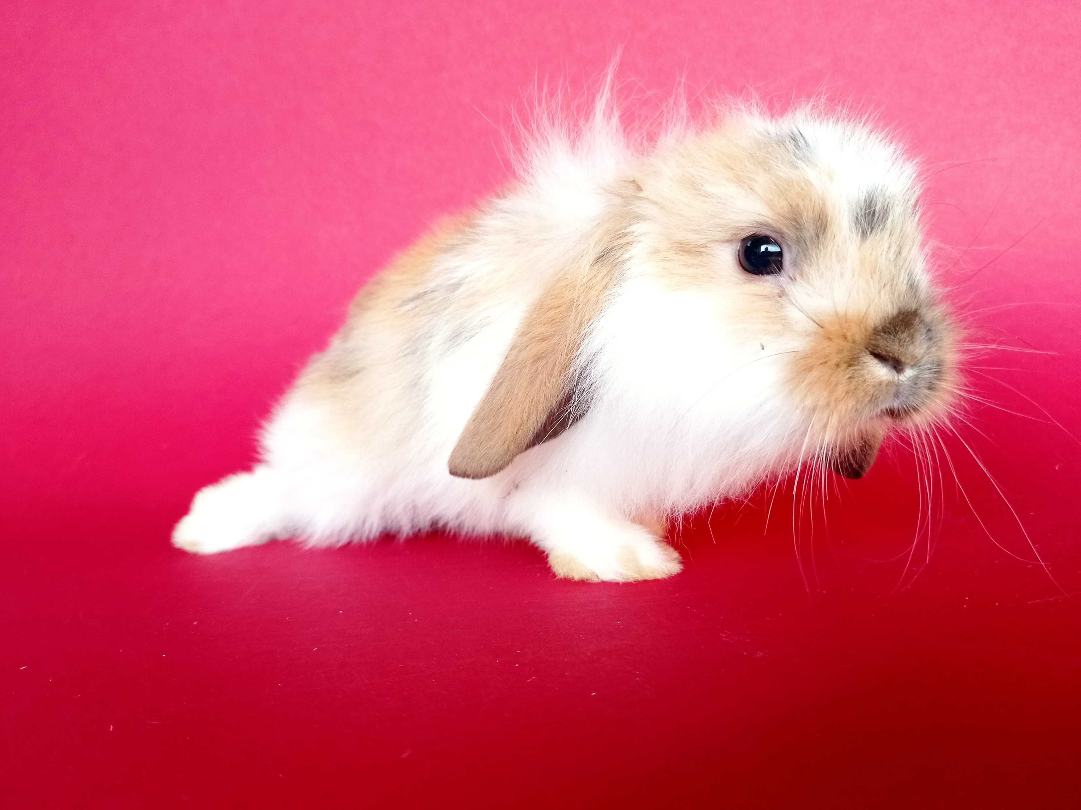 Mini lop, baranek miniaturka, karzełek baranek