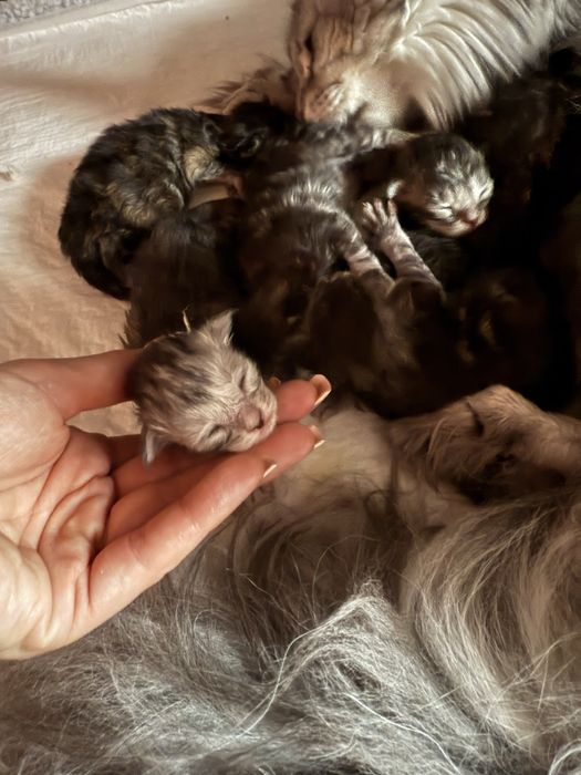 Manie Coon Polodacyl wolne