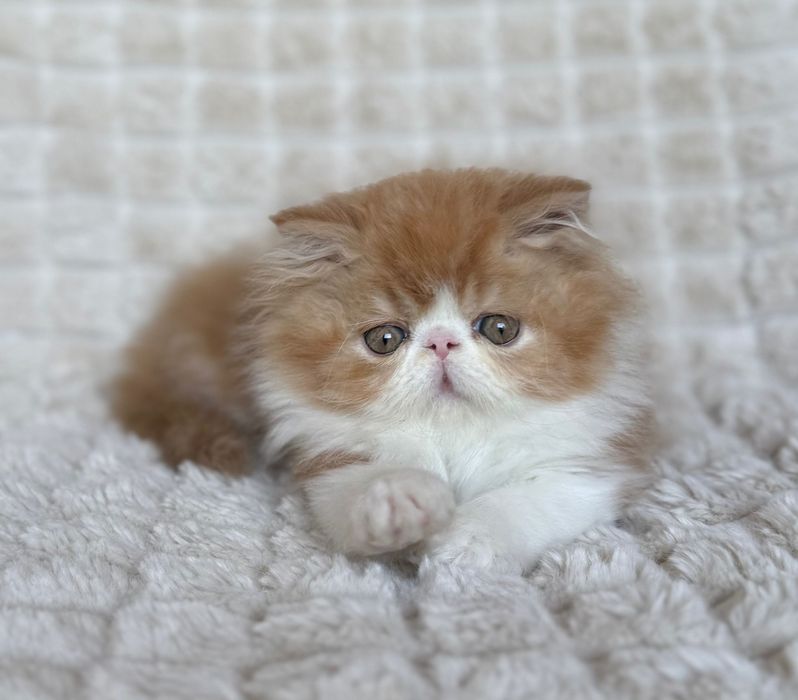 Gato Persa Vermelho Bicolor