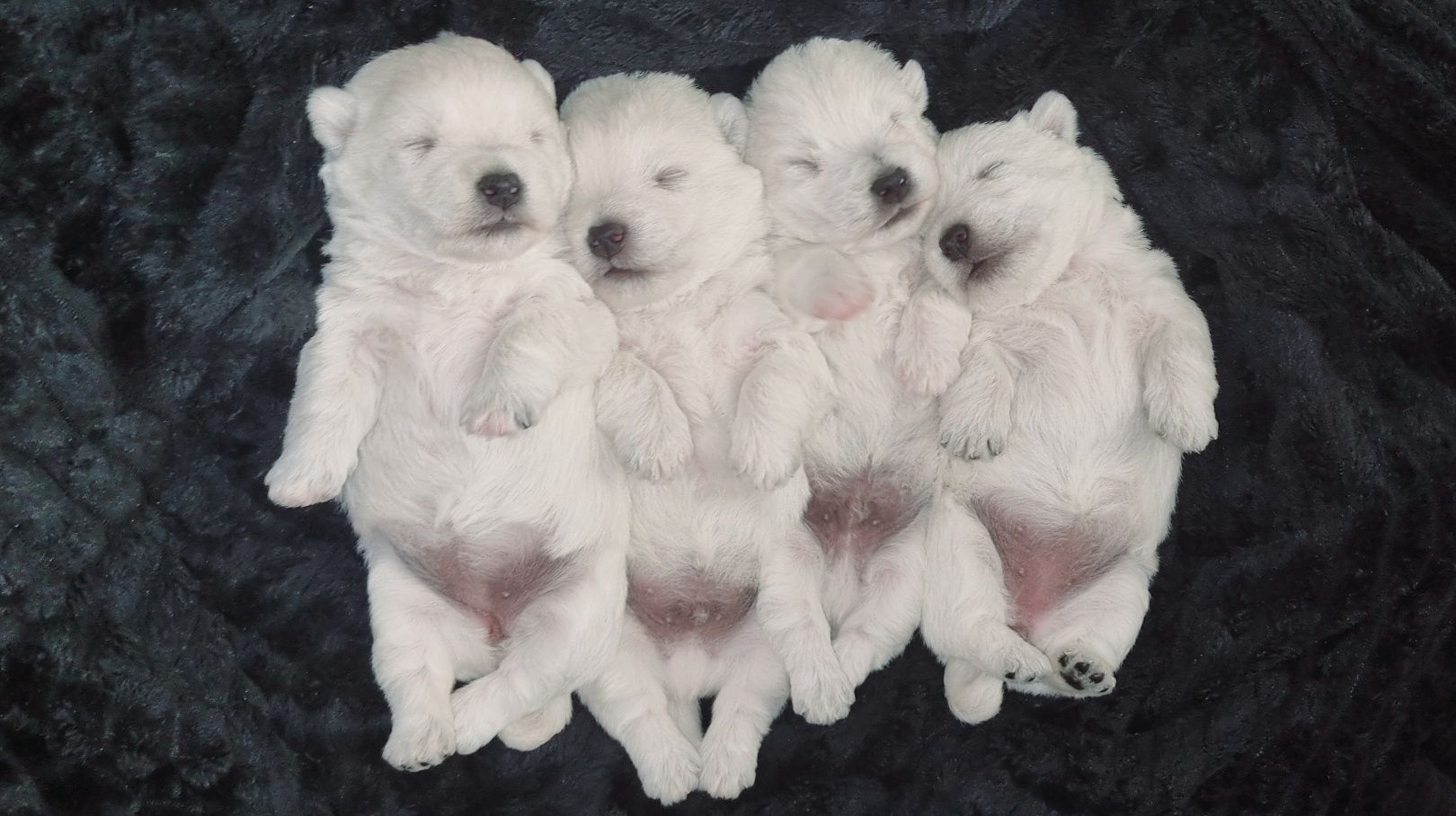 West Highland White Terrier- suczka