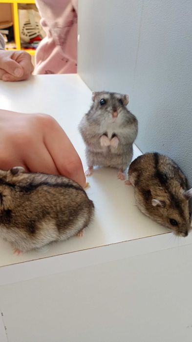 Chomiki dżungarskie – słodkie maluchy! Biało-szaro-brązowe, oswojone!