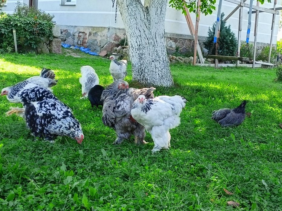 Sprzedam kury ozdobne