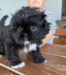 Suczka rasy shih tzu gotowa na nowy domek