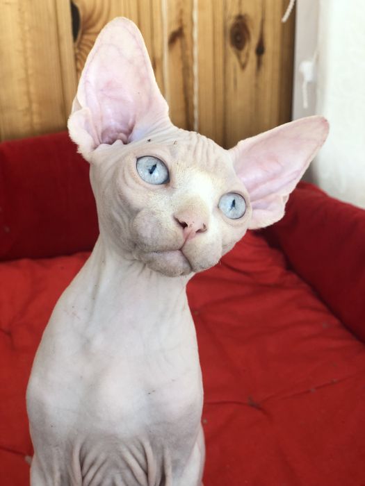 Девочка  голубоглазая