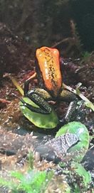 Phyllobates bicolor Młode Żabki