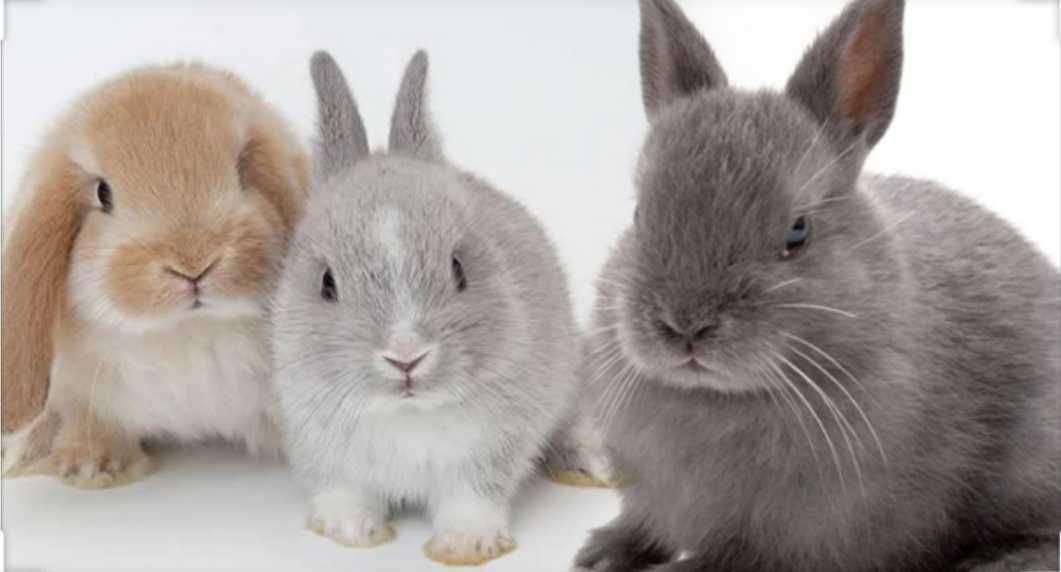 KIT completo coelhos anões orelhudos(mini Lop)