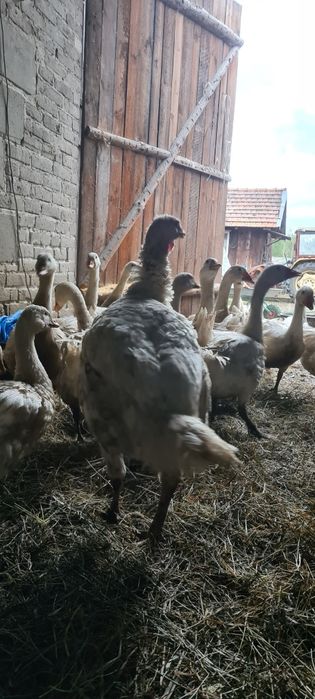 Indyki duże ekologiczne