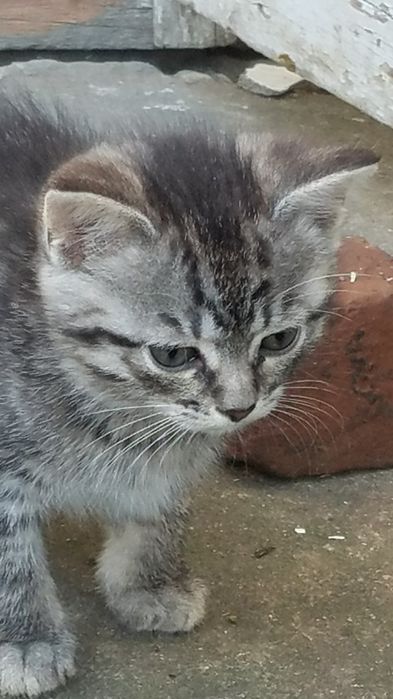 Подарую котенят дівчата і хлопчик