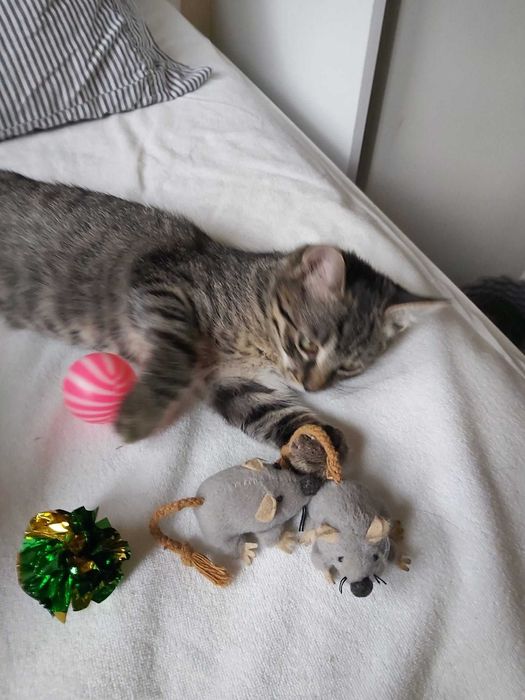 Najsłodszy tygrysek Toficzek 6 mies.