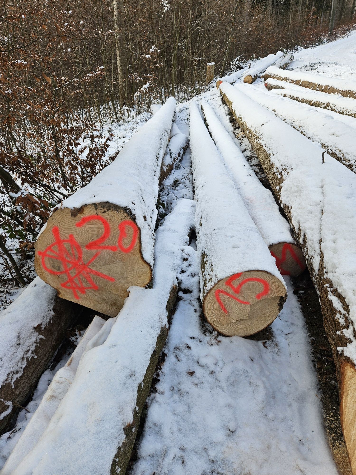 Drzewo tartaczne dachowe dłużyca jodła dąb