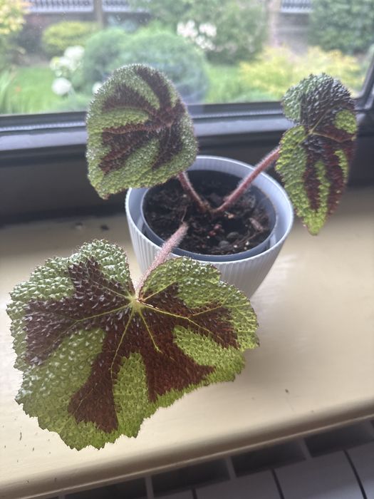 Begonia masoniana – “Iron Cross”