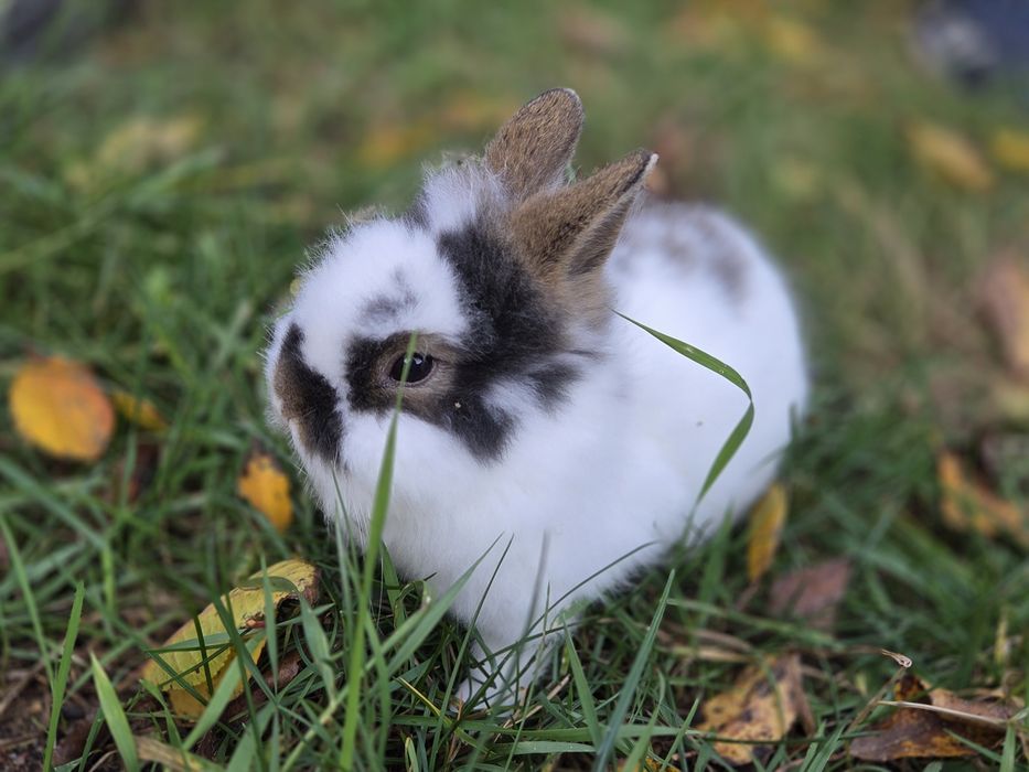 Króliki miniaturki TEDDY Króliczki miniaturki królik miniaturka