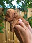 Maltipoo Red Brown  suczka