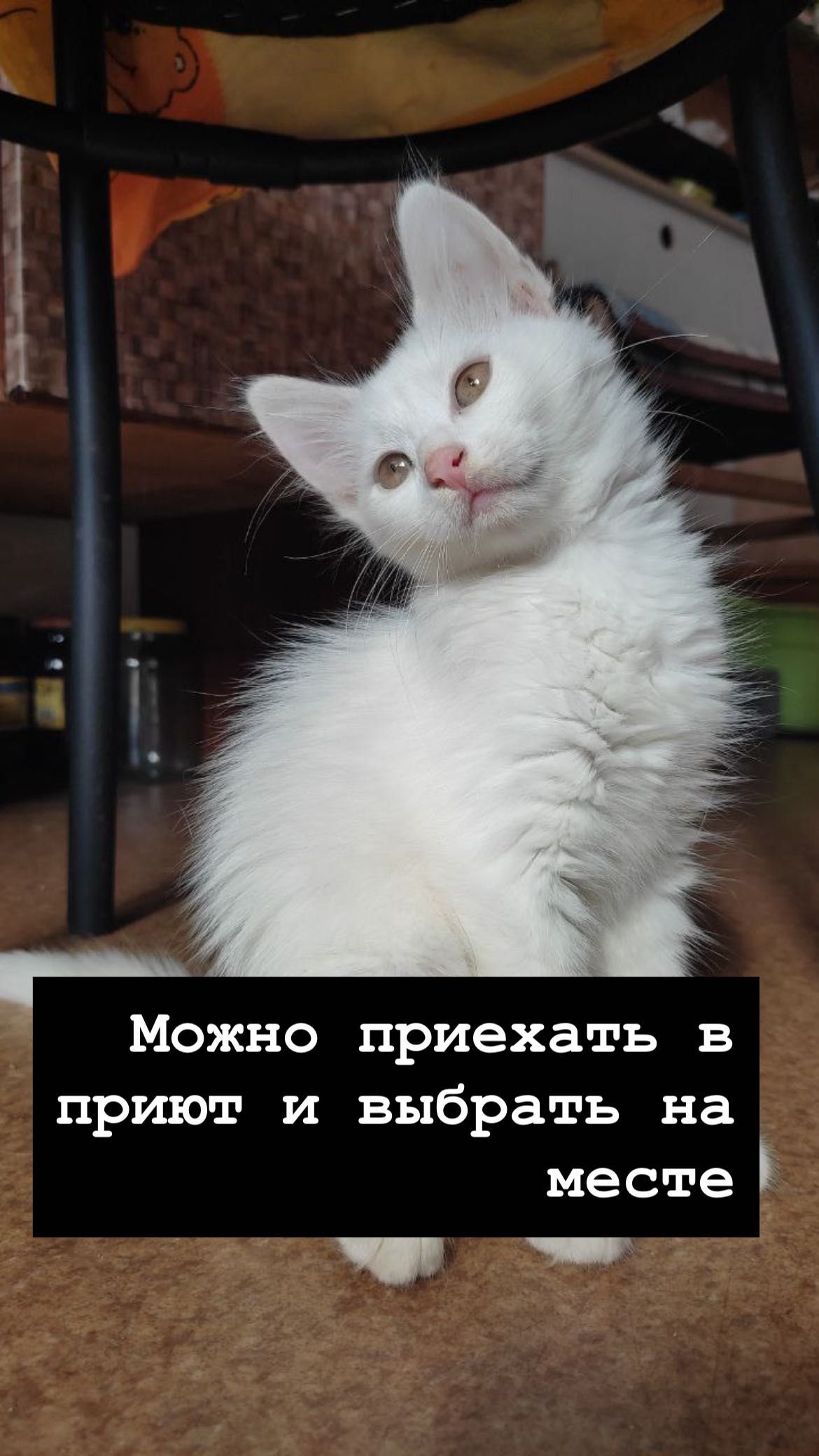 Котенок , как из рекламы вискас и ее сестра бесплатно