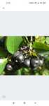 Aronia świeża ekologiczna