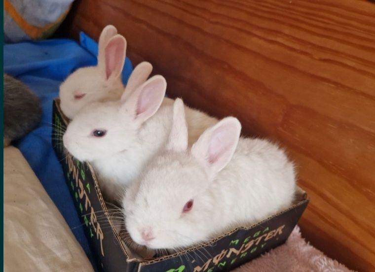 Coelhos Para doar