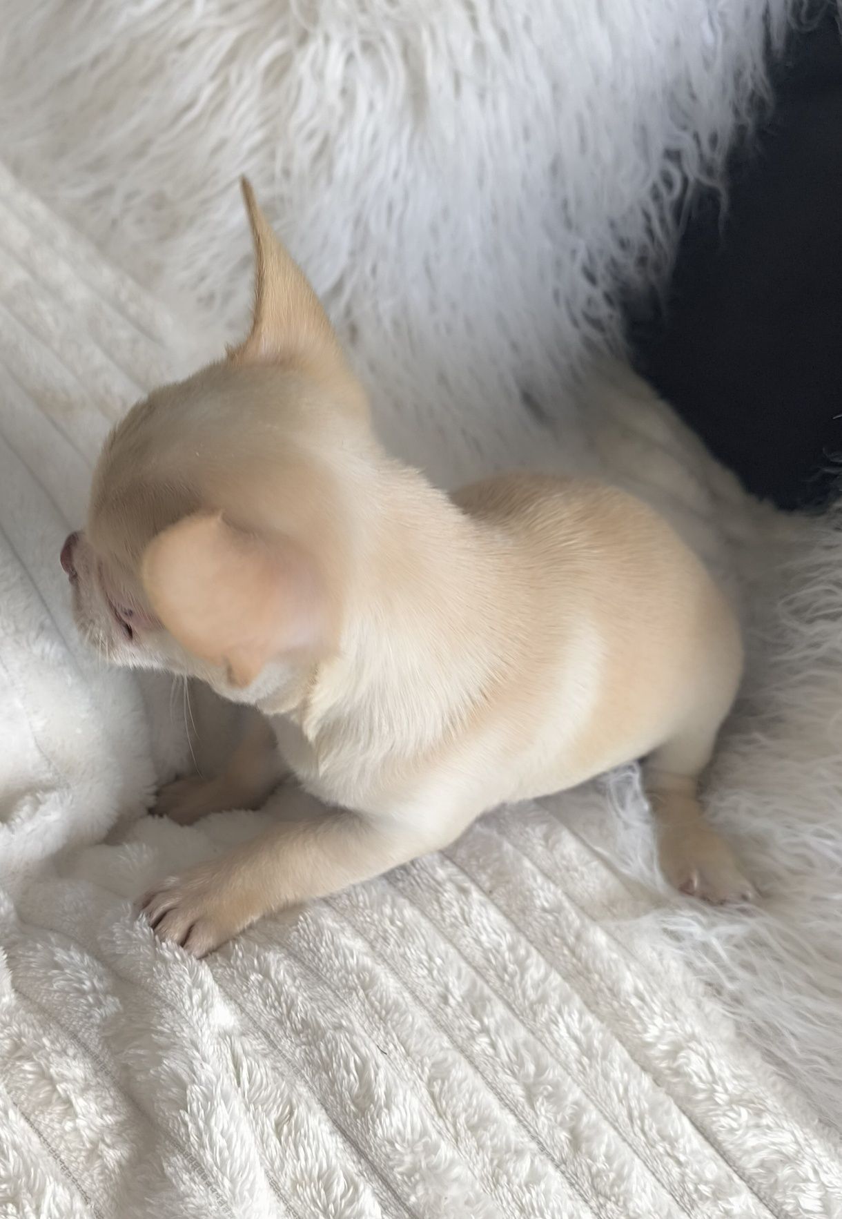 Chihuahua menino Perfeito  Olhos Verdes.Focinho curto.