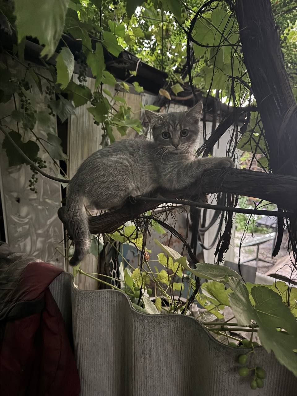 Отдам котят в хорошие руки