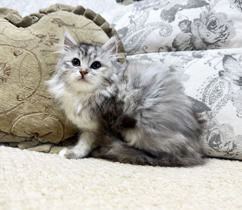 Прелестная Малышка!