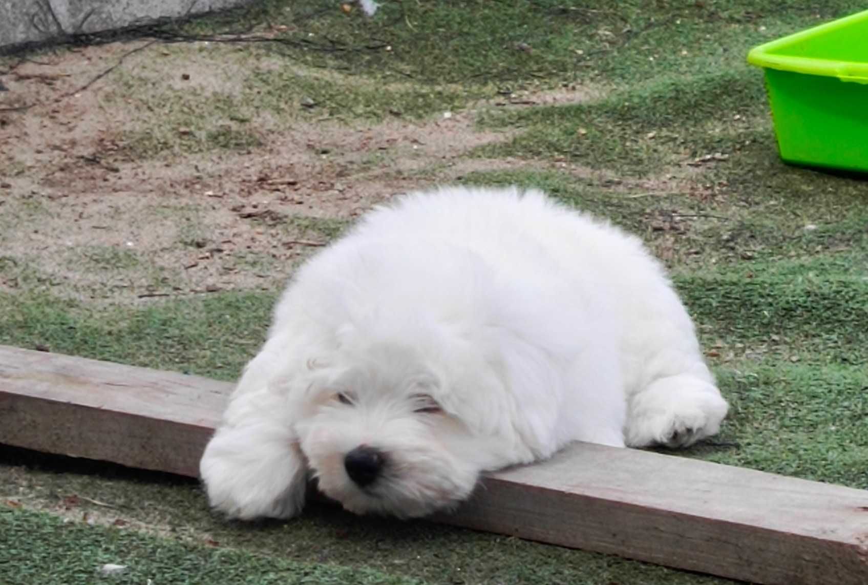 Coton de Tulear - pies
