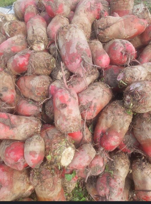 Буряк кормовий червоний