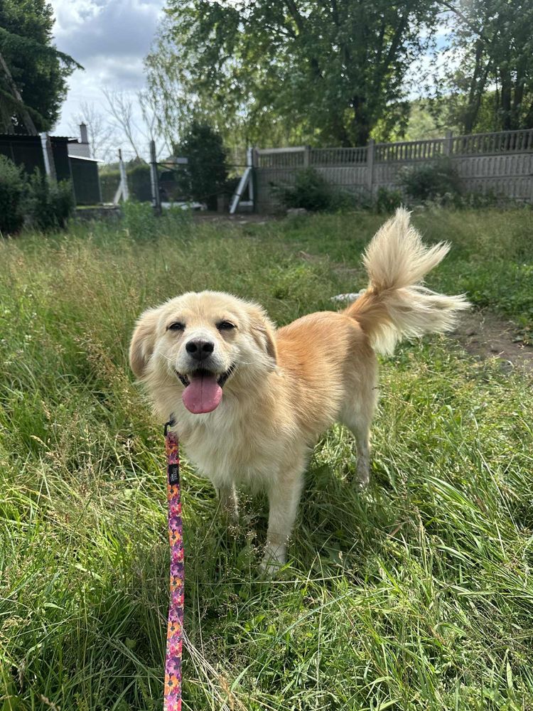 Rudy poleca się do adopcji!