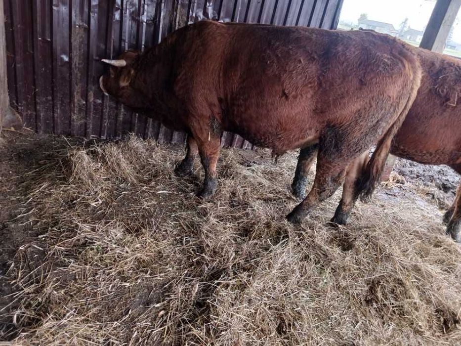 Sprzedam byka rasy limousine 100 %