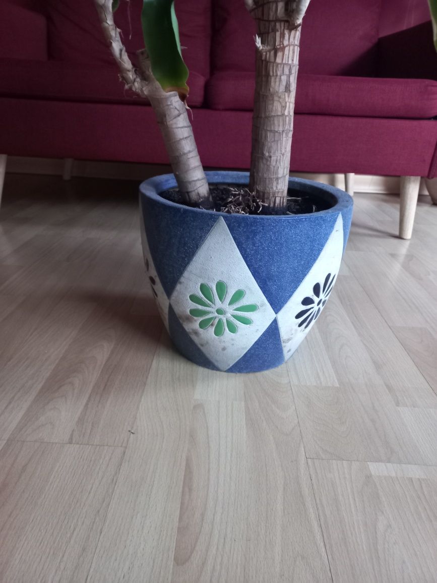 Planta pau d'água (vaso cerâmico incluído)