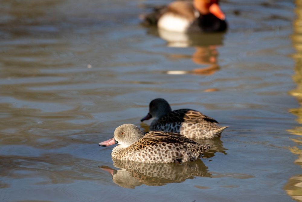 Kaczki ozdobne-CYRANECZKI PŁOWE pary i samce 2025