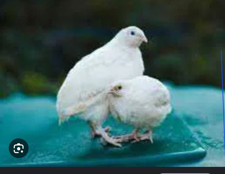 Перепілка Техасець інкубаційне яйце