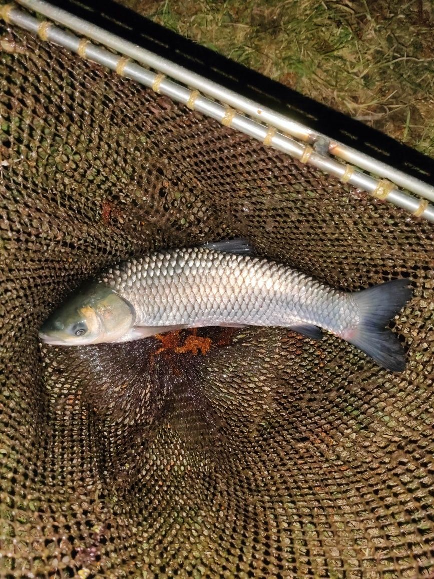 Karp karaś lin amur tołpyga jesiotr sandacz