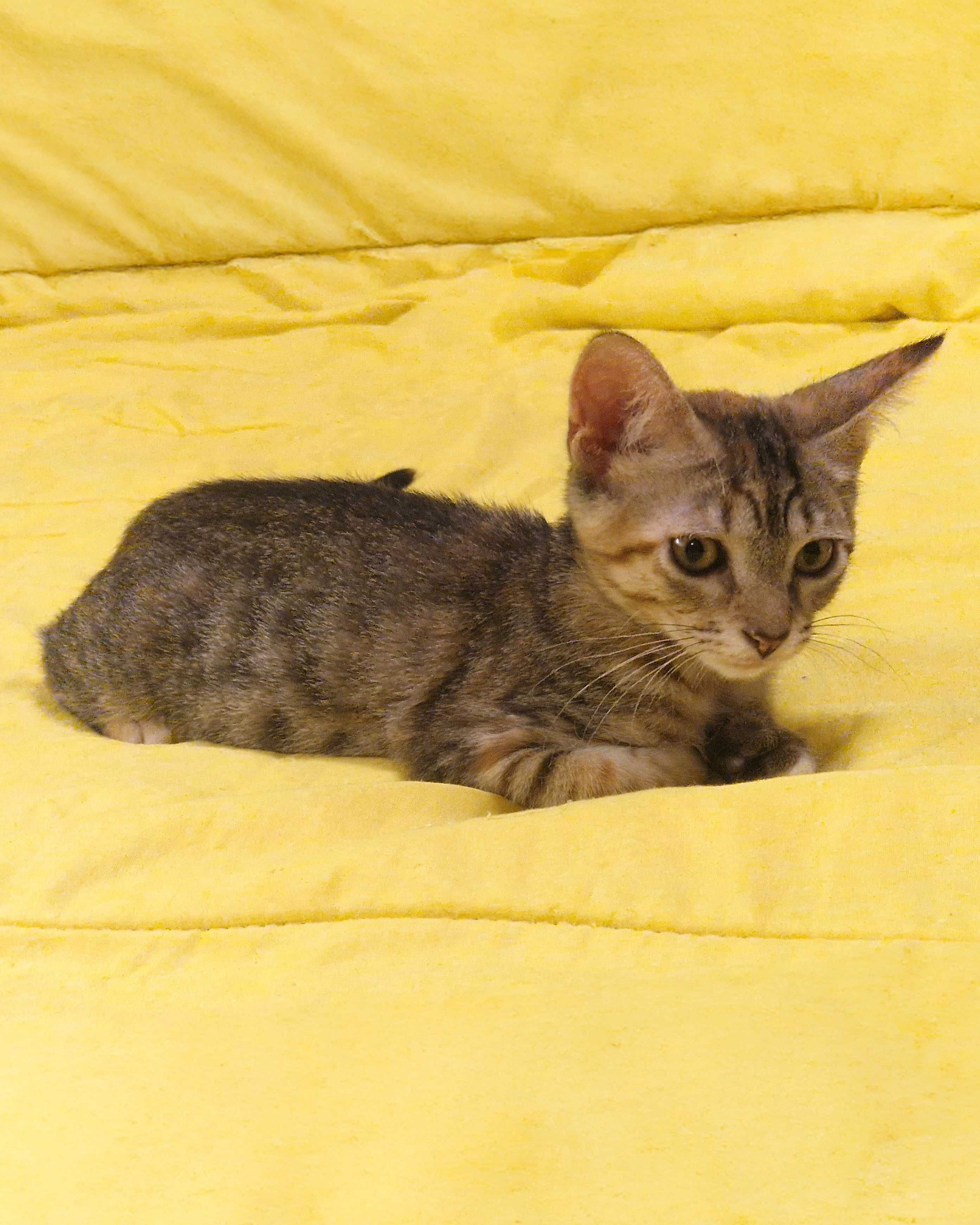 Setúbal / Margem Sul / Lisboa — NIKKA, gatinha para adoção