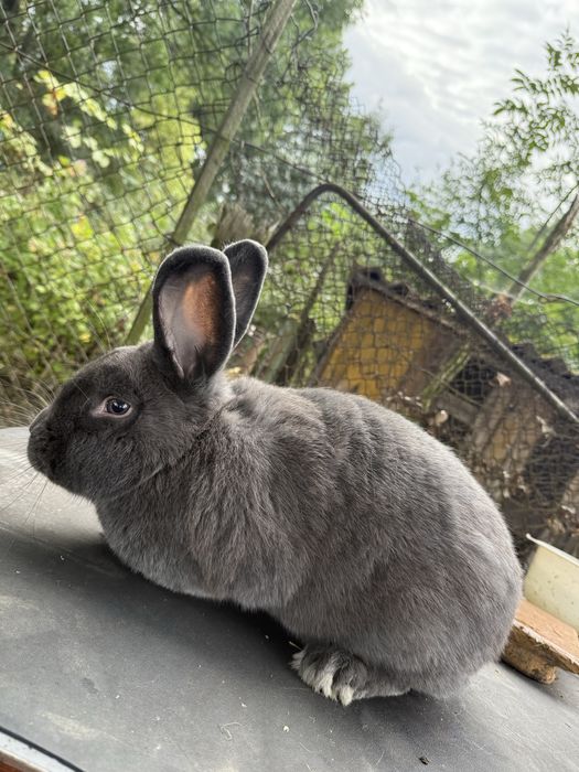 Wiedeński niebieski samiec