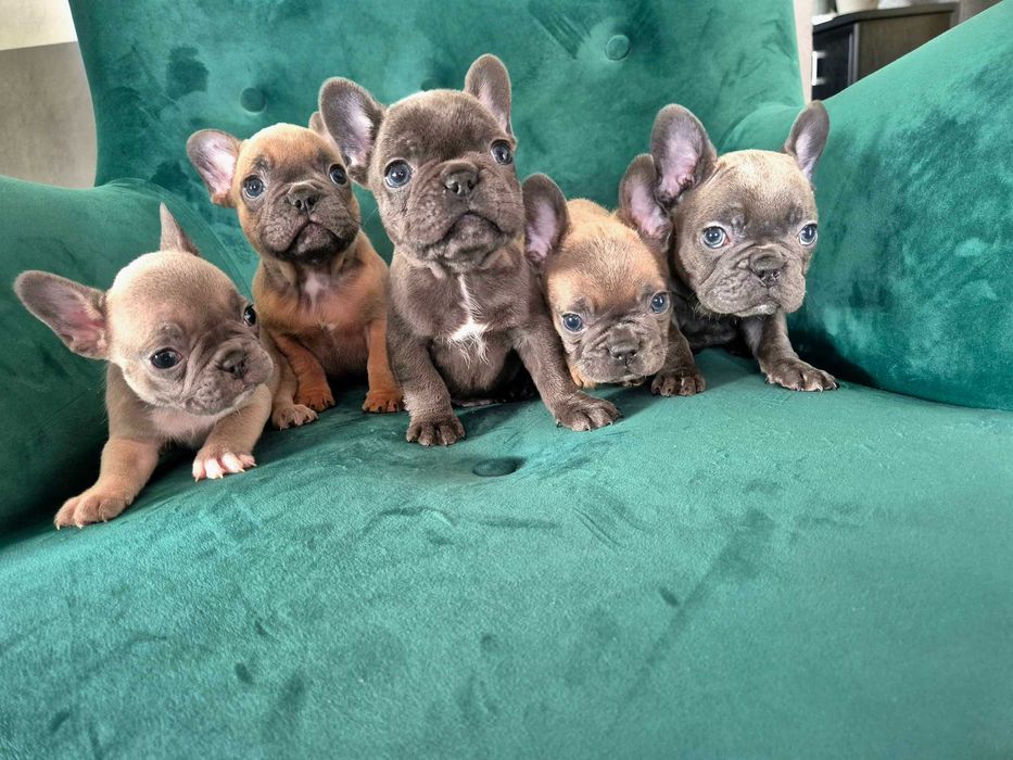 Buldog francuski sable piesek