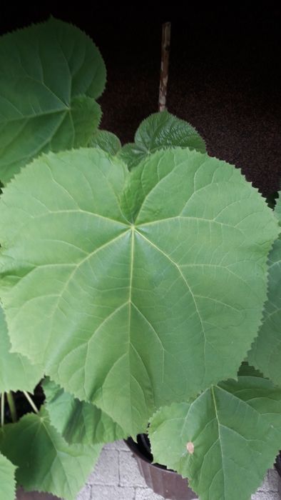 Paulownia drzewko szczęścia