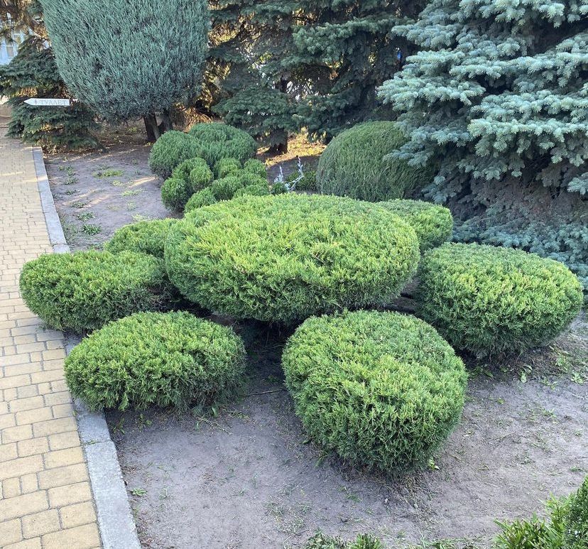 Стрижка рослин Стрижка хвойних Садівник Догляд за ділянкою Дніпро