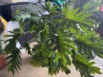 Philodendron planta